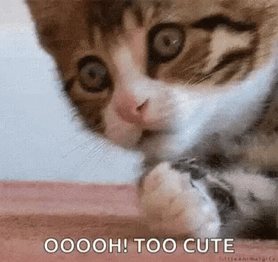 A Close Up Of A Cat With The Words `` Oooh ! Too Cute '' Written Below It . GIF