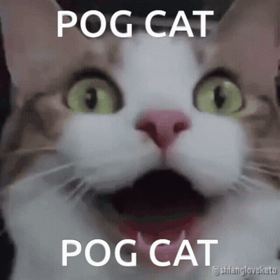 A Close Up Of A Cat With The Words Pog Cat Pog Cat Written On It GIF