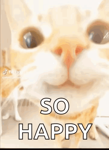 A Close Up Of A Cat With The Words `` So Happy '' Written On It . GIF