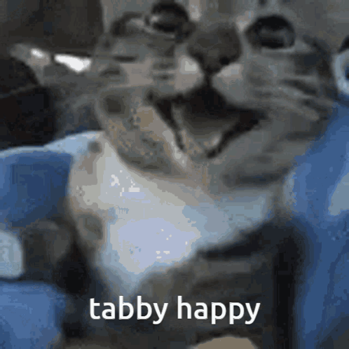 A Close Up Of A Cat With The Words Tabby Happy Written Below It GIF