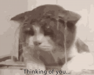 A Close Up Of A Cat With The Words `` Thinking Of You '' Written Below It . GIF