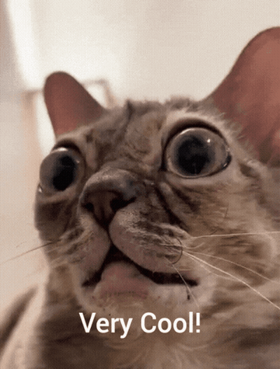A Close Up Of A Cat With The Words Very Cool Written Below It GIF