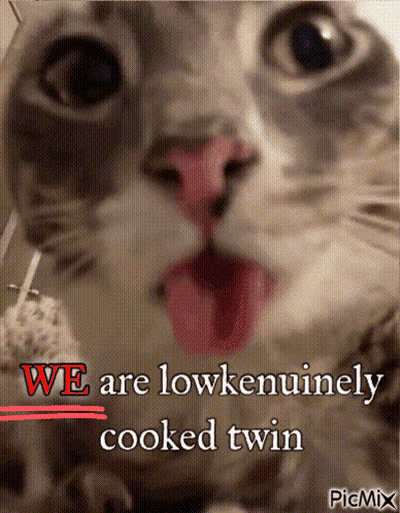 A Close Up Of A Cat With The Words We Are Lowkenuinely Cooked Twin Written Below It GIF