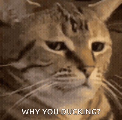 A Close Up Of A Cat With The Words Why You Ducking Written Below It GIF