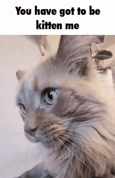 A Close Up Of A Cat With The Words `` You Have Got To Be Kitten Me '' GIF