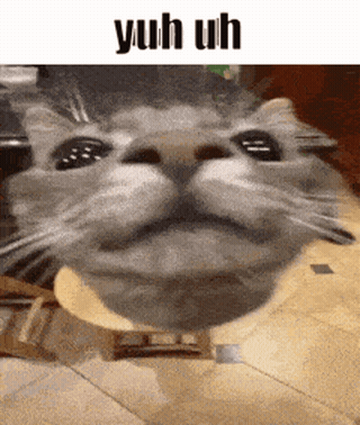 A Close Up Of A Cat With The Words Yuh Uh Above It GIF
