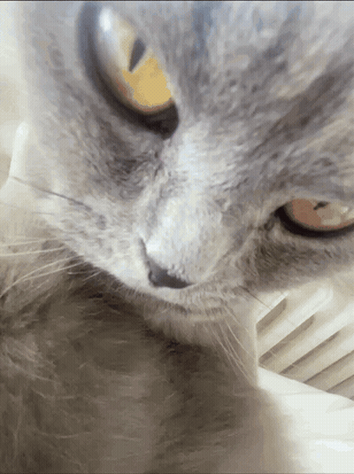 A Close Up Of A Cat With Yellow Eyes GIF