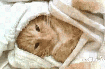 A Close Up Of A Cat Wrapped In A White Cloth GIF