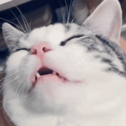 A Close Up Of A Cat Yawning With Its Mouth Open GIF