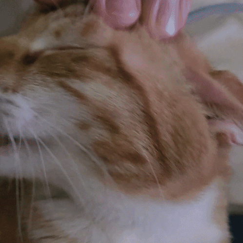 A Close Up Of A Cat Yawning With Its Mouth Wide Open GIF