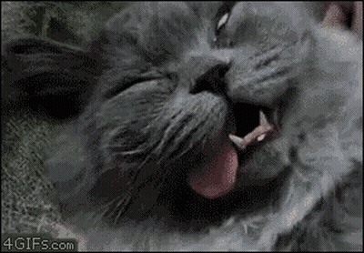 A Close Up Of A Cat Yawning With Its Tongue Hanging Out GIF