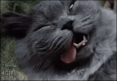 A Close Up Of A Cat Yawning With Its Tongue Out . GIF