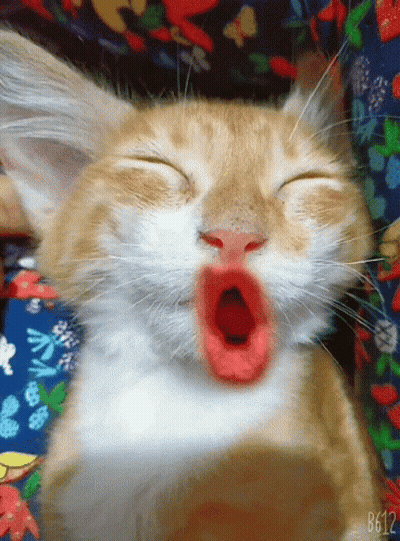 A Close Up Of A Cat Yawning With The Number B612 On The Bottom Right GIF