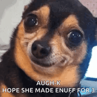 A Close Up Of A Chihuahua Dog Making A Funny Face And Saying Augh-K Hope She Made Enuff For 3 . GIF