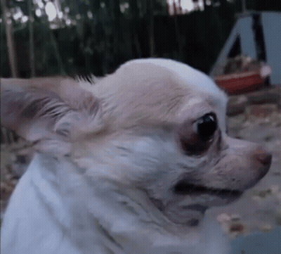 A Close Up Of A Chihuahua Looking At Something GIF