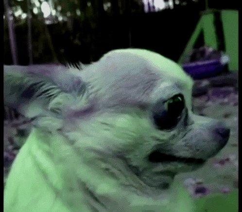 A Close Up Of A Chihuahua Looking At The Camera GIF