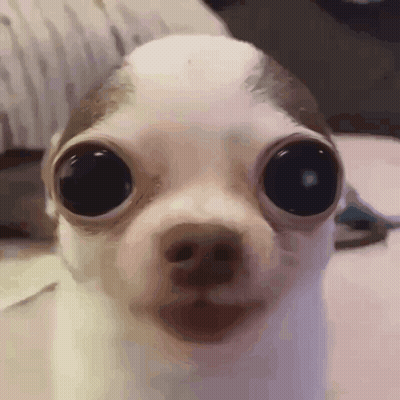 A Close Up Of A Chihuahua 'S Face With Big Eyes GIF
