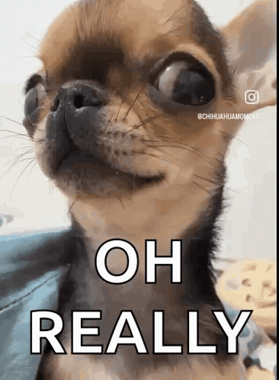 A Close Up Of A Chihuahua With The Words Oh Really Written On It 'S Face . GIF