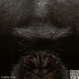 A Close Up Of A Chimpanzee 'S Face With A Bbc America Logo In The Corner GIF