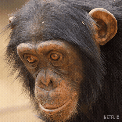 A Close Up Of A Chimpanzee 'S Face With A Netflix Logo On The Bottom GIF