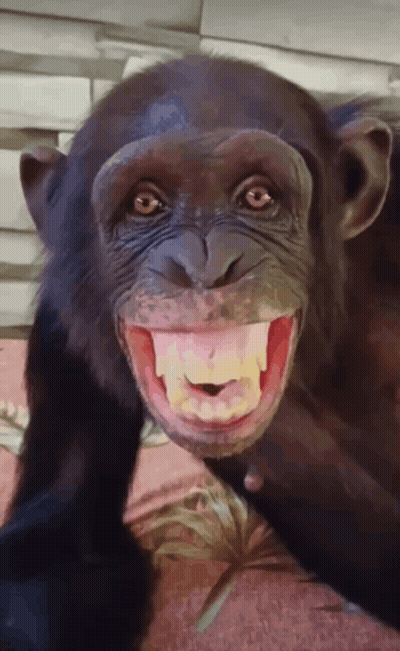A Close Up Of A Chimpanzee 'S Face With Its Mouth Wide Open GIF