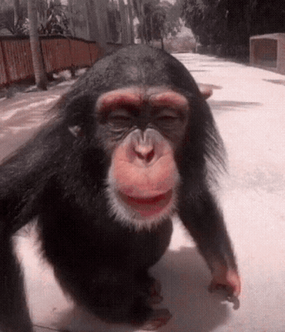 A Close Up Of A Chimpanzee Walking Down A Street GIF