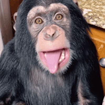 A Close Up Of A Chimpanzee With Its Tongue Sticking Out GIF