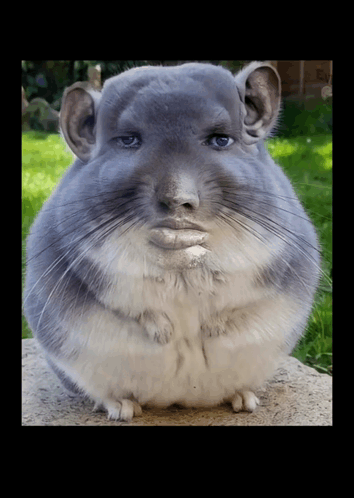 A Close Up Of A Chinchilla With A Human Face On It GIF