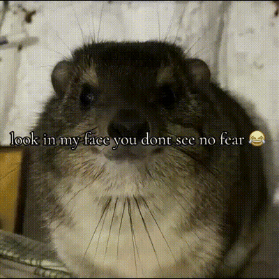 A Close Up Of A Chinchilla With The Words Look In My Face You Dont See No Fear Written Below It GIF