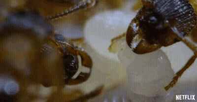 A Close Up Of A Cockroach Eating A Piece Of Food GIF