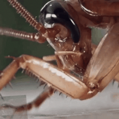 A Close Up Of A Cockroach 'S Head With Its Mouth Open . GIF
