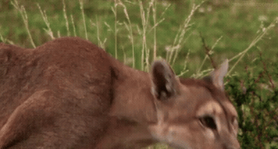 A Close Up Of A Cougar Looking At The Camera GIF
