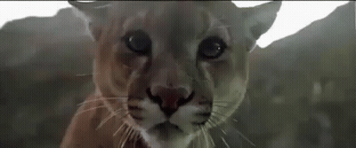A Close Up Of A Cougar 'S Face Looking At The Camera . GIF