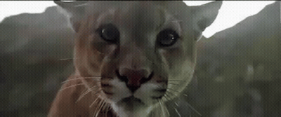 A Close Up Of A Cougar 'S Face Looking At The Camera . GIF