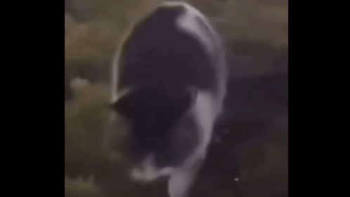 A Close Up Of A Cow 'S Face With A Blurred Background . GIF