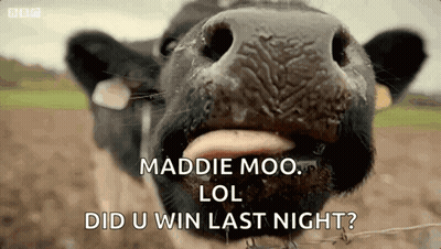 A Close Up Of A Cow 'S Face With The Words Maddie Moo Lol Did U Win Last Night Written Below It . GIF