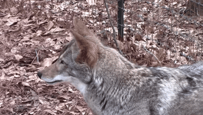 A Close Up Of A Coyote 'S Head With A Fence In The Background GIF