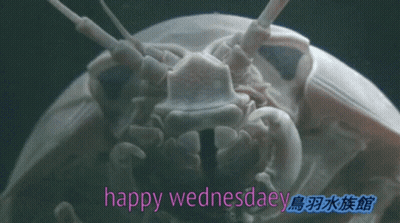 A Close Up Of A Crab With The Words Happy Wednesday In Pink GIF