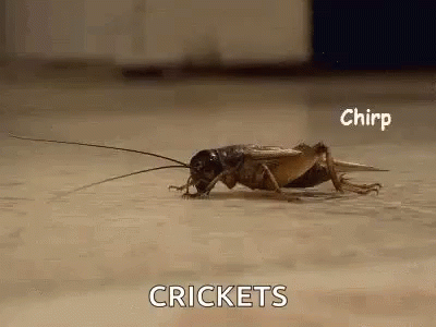 A Close Up Of A Cricket Crawling On A Floor . GIF