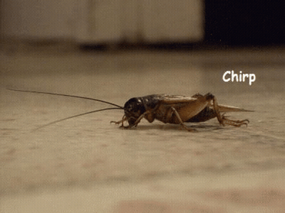 A Close Up Of A Cricket Crawling On A Floor . GIF