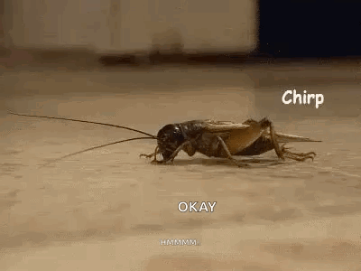 A Close Up Of A Cricket Crawling On The Ground . GIF