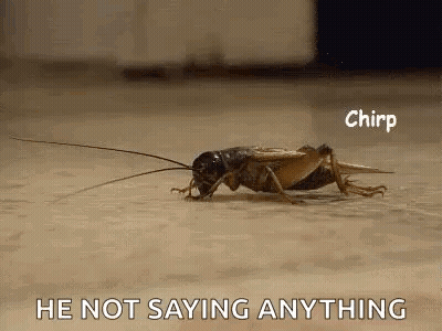 A Close Up Of A Cricket On The Ground With The Words `` He Not Saying Anything '' . GIF