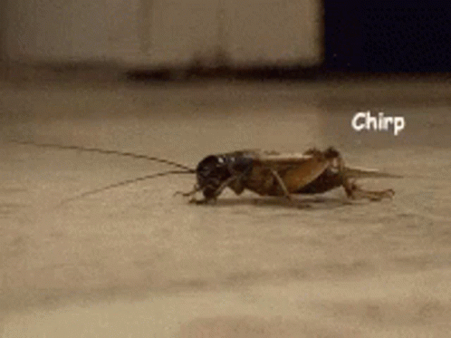 A Close Up Of A Cricket With The Word Chirp Written On It GIF