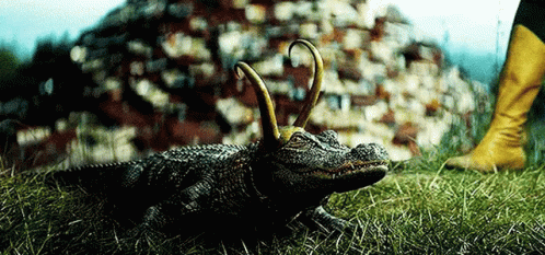 A Close Up Of A Crocodile Laying In The Grass Next To A Person Wearing Yellow Boots . GIF