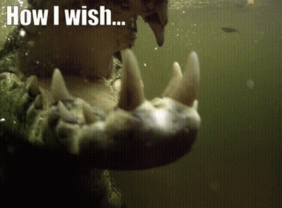 A Close Up Of A Crocodile Mouth With The Words " How I Wish " Below It GIF