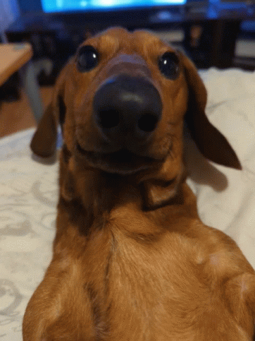 A Close Up Of A Dachshund Laying On Its Back GIF