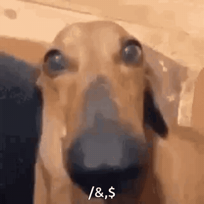 A Close Up Of A Dachshund 'S Face With The Words `` / & $ '' Written On It . GIF
