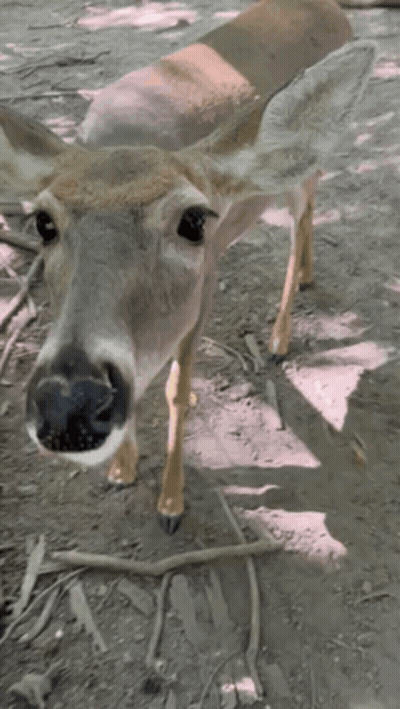 A Close Up Of A Deer Looking At The Camera With Its Mouth Open GIF