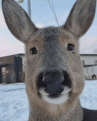 A Close Up Of A Deer 'S Face Looking At The Camera GIF