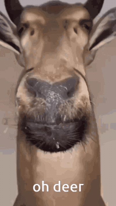 A Close Up Of A Deer 'S Face With The Words Oh Deer Written Below It GIF